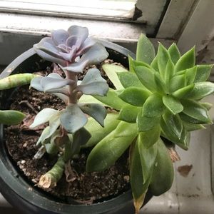 Meet your Posher, Cathy